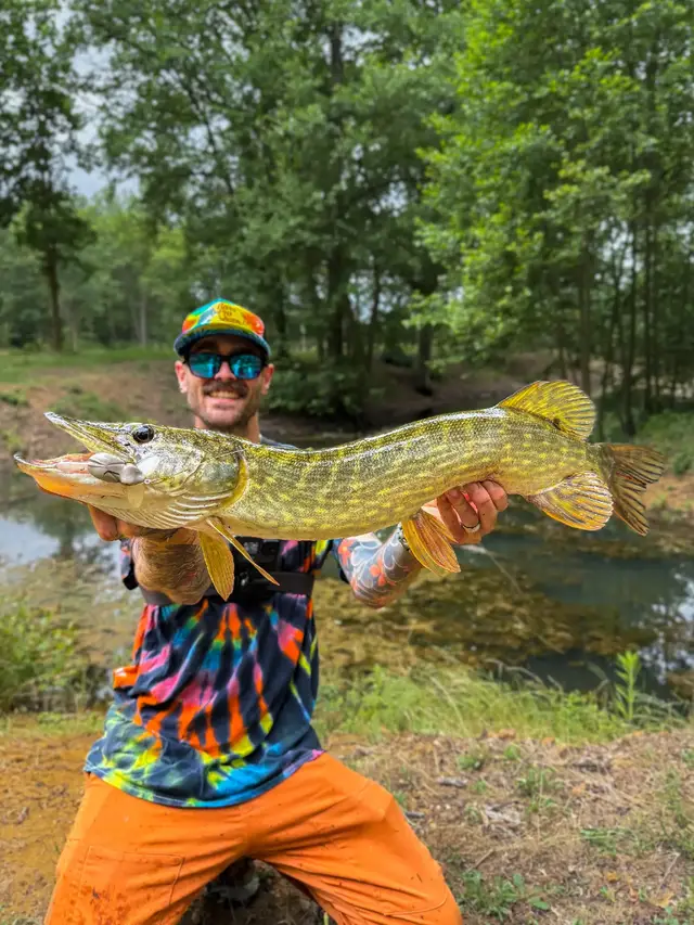 Encore un superbe brochet, pris à la grenouille Harima Tiny Flapper juste avant les chaleurs caniculaires. C’est le dernier brochet depuis maintenant plus d’1 mois d'arrêt de pêche de ce poisson. Canne : Gunki Showtime Kick-Off 10-32g casting Moulinet : Svivlo Draken #pike #brochet #pafex 