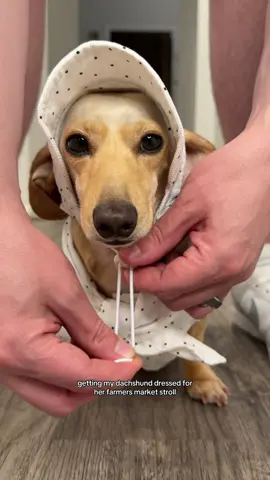 She’s a farmers market regular and takes her job very seriously 😭 Honey’s outfit: @cudspet (link in bio) 💛 #dachshund #dachshundsoftiktok #dogoutfit #minidachshund #fyp 