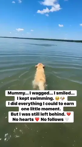🌍 Every Act of Kindness Creates Hope 🐶🐱 Animal rescue is more than responding to emergencies—it's a promise that no animal should have to suffer alone. Every day, we work to rescue vulnerable animals, provide them with the medical care and compassion they need, and prepare them for a brighter future. This mission is only possible because of people who choose kindness. Every person who shares our story, encourages our work, adopts a rescued animal, or supports our efforts becomes part of every life we save. The road is not always easy, but every wagging tail, every gentle purr, and every successful adoption reminds us why we never give up. These moments inspire us to keep moving forward and to continue fighting for animals who cannot speak for themselves. Thank you for being part of our rescue family. Together, we can save more lives, inspire more compassion, and build a world where every animal has the chance to live in safety, dignity, and love. #AnimalRescue #Compassion #SecondChance #SaveAnimals #TogetherWeCan
