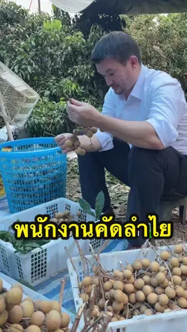 พนักงานคัดลำไยประจำอำเภอ #ภัทรพงษ์ลีลาภัทร์ #พรรคประชาชน #เชียงใหม่ #หางดง #สันป่าตอง 