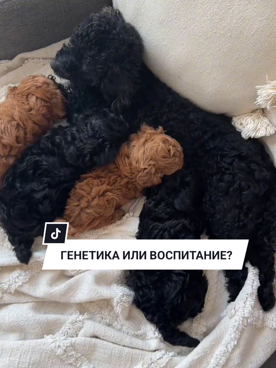 Что щенок мальтипу получает от родителей, а что формируется воспитанием Генетика — это фундамент. Она определяет внешность, здоровье и даже многие черты характера. Но важно понимать: наследственность — это только часть картины. Вторая часть — это то, что даёт щенку человек. Сначала о внешности. Размер щенка, его окрас, структура волос, даже форма ушей или хвоста напрямую зависят от родителей. Если, например, один родитель с густыми кудрями, есть большая вероятность, что и у щенка будут такие же волосы. Именно поэтому так важно выбирать родителей с качественными характеристиками — они передают лучшие черты малышам. Второй момент — здоровье. С генами щенок может получить как сильный иммунитет, так и склонность к определённым проблемам. Поэтому ответственные заводчики всегда проверяют родителей, делают генетические тесты и следят за тем, чтобы щенки рождались максимально здоровыми. Третье — характер. Темперамент тоже закладывается родителями. Уравновешенные, дружелюбные родители чаще всего передают такие же качества детям. Если мама ласковая и спокойная, а папа умный и жизнерадостный — велика вероятность, что щенок будет похож на них. Но здесь есть важная деталь: генетика — это только основа. Всё остальное формируется уже в семье. Воспитание, социализация, забота и любовь способны как раскрыть лучшие качества щенка, так и сгладить возможные слабые стороны. Именно от хозяина зависит, каким щенок вырастет — уверенным, ласковым и послушным или тревожным и упрямым. Поэтому всегда помните: наследственность играет огромную роль, но окончательный результат — это совместная работа генов и вашего отношения к малышу. #мальтипу #тойпудель #здоровьесобаки #уходзащенком #maltipoo 