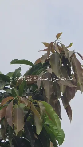 ﴿قالَ رَبِّ اشرَح لي صَدري وَيَسِّر لي أَمري وَاحلُل عُقدَةً مِن لِساني يَفقَهوا قَولي #قال_ربي_اشرح_لي_صدرى_ويسر_لي_أمري #سبحان_الله_والحمدلله_ولا_إله_إلا_الله_والله_اكبر #اكسبلور آيات_قرآنية #quran #القران_الكريم_راحه_نفسية 