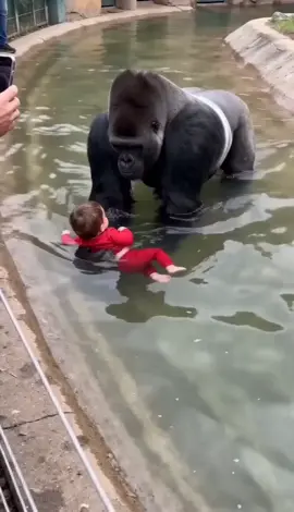 Gorilla Saves Toddler After Zoo Fall .  .  .  #gorilla #animals  #tiktokgrowthchallenge #fyp 
