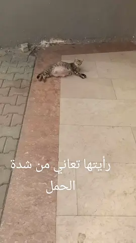#fyp #animals 