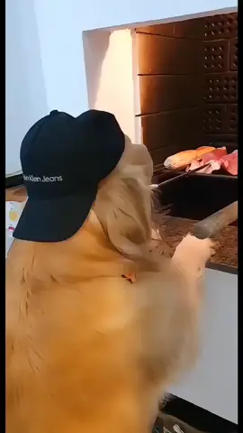 o churrasco do fim de semana/ vídeos de cachorros 🤣🤣😍😍😅😅#animaisnotiktok #engraçado #cachorros #gosteipostei #fyp 