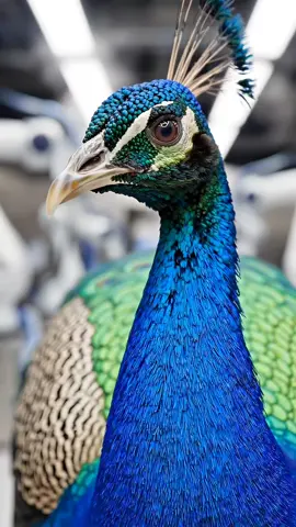 Inside the ROYAL PLUME Factory: The Art of Natural Peacock Feather Craftsmanship #RoyalPlume #FeatherCraft #FactoryTour #HowItsMade #tiktokgrowthchallenge 