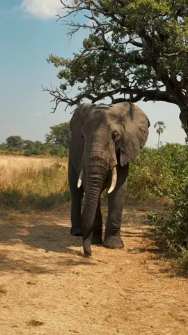 #tanzania #safari#serengeti #wildlife 