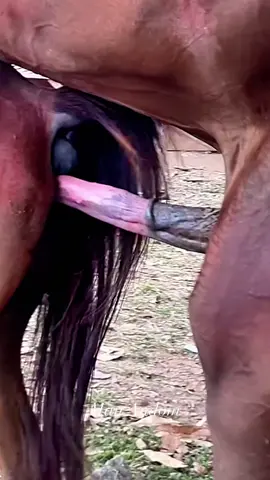 deeply shots #tiktokgrowthchallenge #equestrian #bighorse #bigmare #heat #equestrian #arabianhorse 