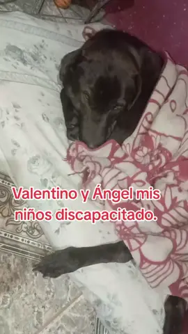 #parati #perritos #discapacitado 