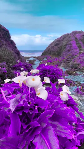 #purple #oceanview #fypシ ##paratii #relaxing 
