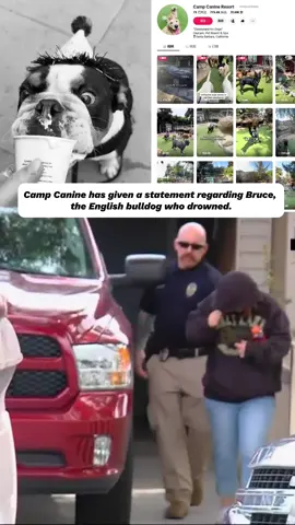 Camp Canine has given a statement regarding Bruce,  the English bulldog who drowned.#justiceforbruce #campcaninesb #campcanine #campcaninesb #brucethebulldog 