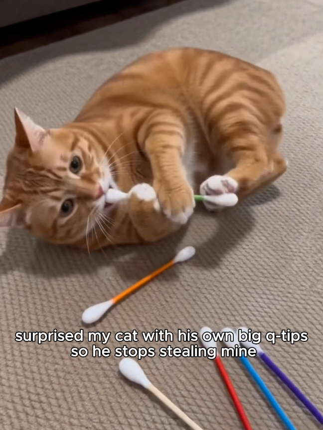 great for teething 🪥(& he wants to clean his ears how I do)#catsoftiktok #dealsforyoudays #catbehavior #tiktokshop #fyp 