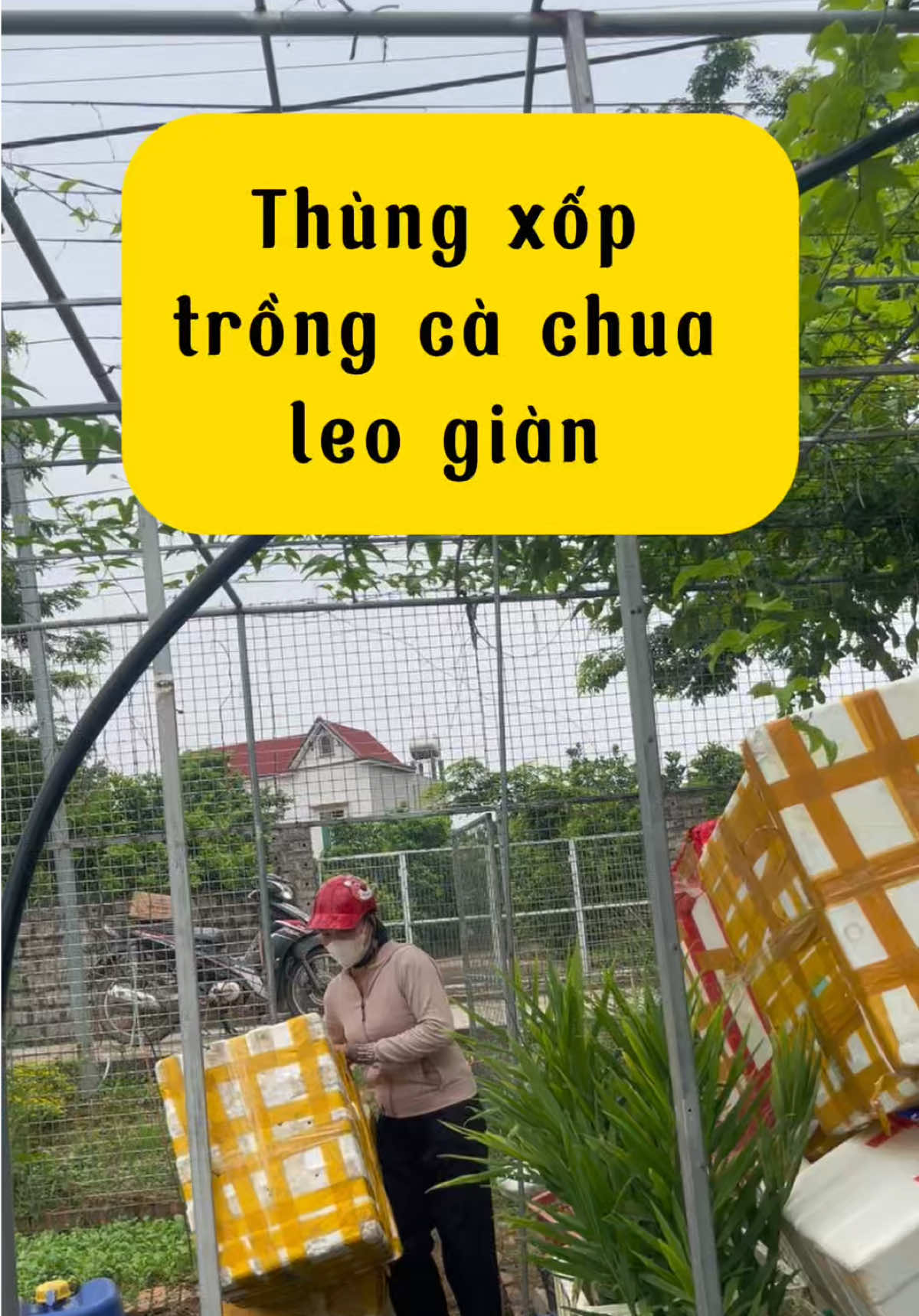 chuẩn bị thùng xốp trồng cà chua leo giàn #ngocthemhuuco #conongdan9x #kinhnghiemlmvuon #thichtrongcay 
