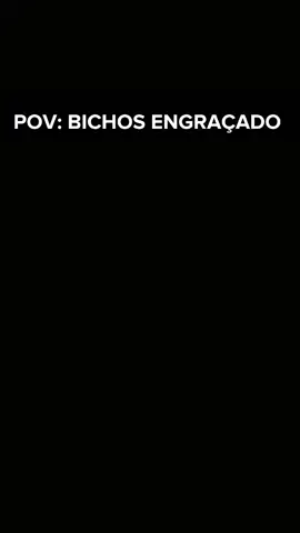 POV BICHOS ENGRAÇADO  #fyp #Memes #VideosEngracados #animaisengraçados  #tentenãorir 
