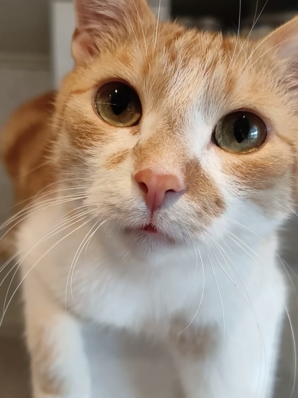 #katzenvideos #katzenliebe #cats #inlove #katzen 