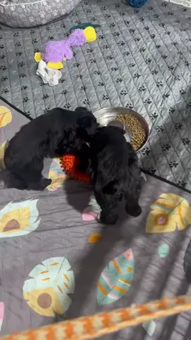 #schnauzer #puppiesoftiktok #puppiesoftiktok #puppiesoftiktok #schnauzer 