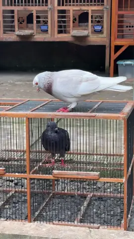berani tampil ganteng😍#rhcconsultan #dirgabirdfarm #pigeonracing👑❤🕊 #promomakanharian 