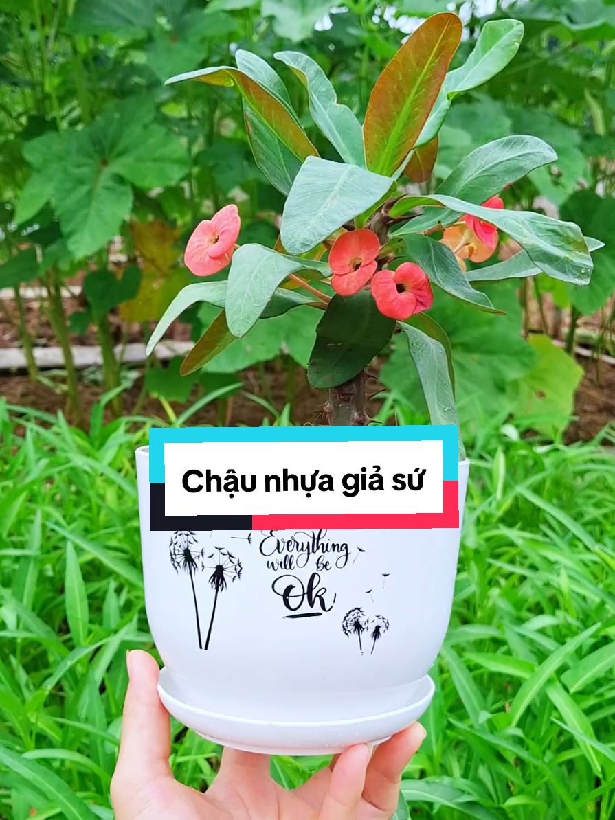 Chậu nhựa giả sứ #chaunhuagiasu #chautrongcay #chaunhua  @Vườn Nhà Bông @Vườn Nhà Bông @Vườn Nhà Bông 