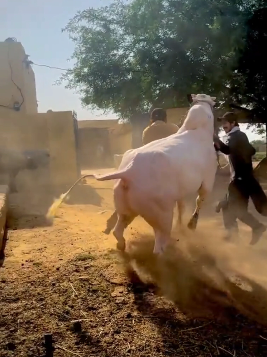 Fateh Jangi Bull Masti  #foryou #fyp #viral #fatehjangibull #athra 
