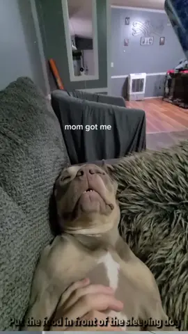 Put the food in front of the sleeping dog#dog #funnyvideo #foyou #dogsoftiktok #tiktok #animals 
