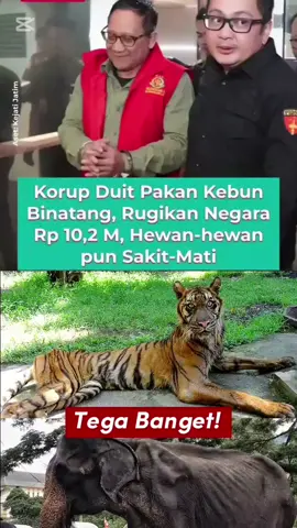 🚨 TEGA BANGET! Korupsi Pakan Kebun Binatang Surabaya 10,2 M, Hewan Kurus Kering Sampai Mati! 😱🐅🥩 Hewan yang gak punya dosa dan gak bisa protes malah dikorupsikan jatah makannya! 😭 Viral berita mengejutkan di gambar 617034.jpg & 617025.jpg soal skandal besar di Kebun Binatang Surabaya (KBS). Mantan Dirut KBS, Chairul Anwar, resmi ditetapkan jadi tersangka oleh Kejati Jatim atas dugaan korupsi pakan satwa senilai Rp10,2 Miliar dari tahun 2016-2024!  Modusnya pakai laporan fiktif demi ngantongin duit pakan. Imbasnya fatal banget, satwa-satwa di sana dikasih pakan seadanya sampai kondisinya kurus kering, sakit-sakitan, bahkan ada yang mati tragis di dalam kandang. Netizen dan pecinta hewan langsung ngamuk besar melihat kekejaman ini. Gimana nih tanggapan kalian melihat kelakuan oknum yang tega 'makan' jatah pakan hewan ini? Coba drop komentar paling pedas kalian di bawah! Follow @viraltoday717 untuk update info panas, kasus viral, dan berita terpercaya lainnya! #ViralToday #KebunBinatangSurabaya #KBS #KorupsiPakanHewan #ChairulAnwar         