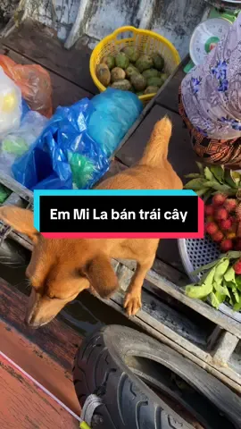 Ẻm là Mi La bán trái cây ở chợ nổi Cái Răng  🛶LH: 034 880 6853 và 093 959 1384/ déplao #dulichcantho65 #mientay #chonoicairang #xuhuong #duet 