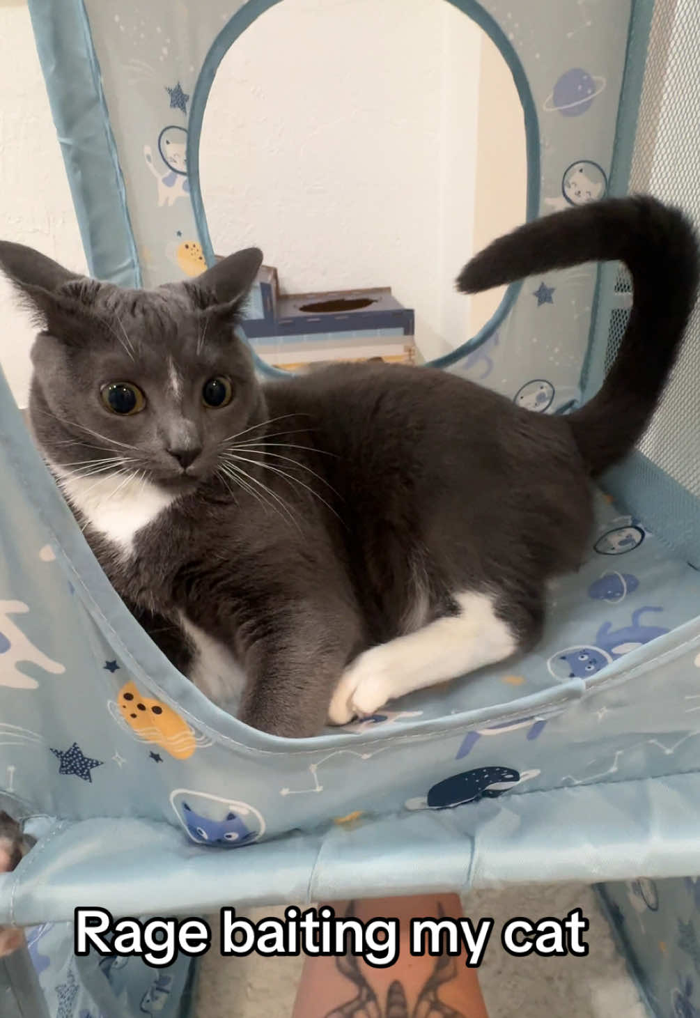 😭😭 #catsoftiktok #cat #fypシ 