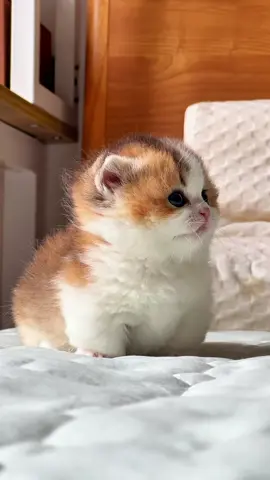 #cat 