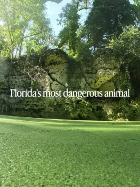 Always on watch 🐊 #floridasprings #realflorida #wildflorida #fish #swamplife