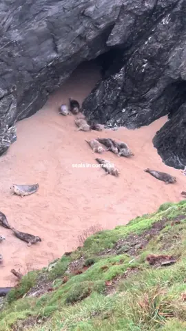 so cute🦭 #cornwall #england #uk #seals #fyp 