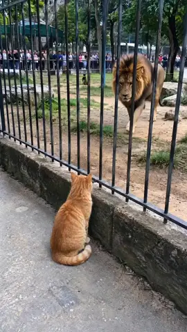 Orange cat really slapped a lion and then looked at the camera like nothing happened! 😭🦁 #orangecat #cattok #funnycats #catsoftiktok #fyp 