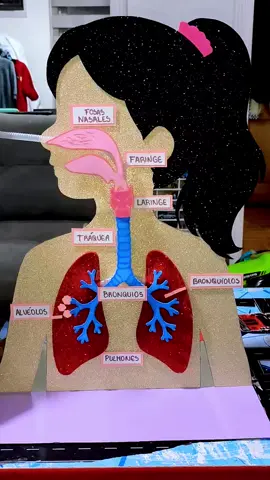 SISTEMA RESPIRATORIO 👃No es una maqueta cualquiera! ¿Sabías que los pulmones se inflan al soplar? 🌬️🤩 Una forma interactiva y entretenida de aprender cómo funciona el sistema respiratorio. ✨ Hecha a mano y personalizada para que tu exposición destaque. 📩 ¡Haz tu pedido! #MaquetasEscolares #SistemaRespiratorio #PapeleríaCreativa #EmprendedoresChile #Chile