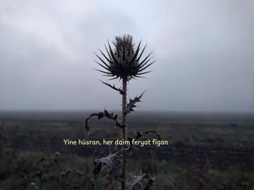 #mustafaceceli#hüsran#lyrics#türkçemüzik