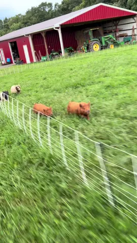 Breakfast! #farmlife #happy #funny #fyp #cute 