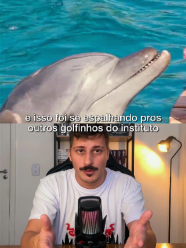 O golfinho que superou seus treinadores
