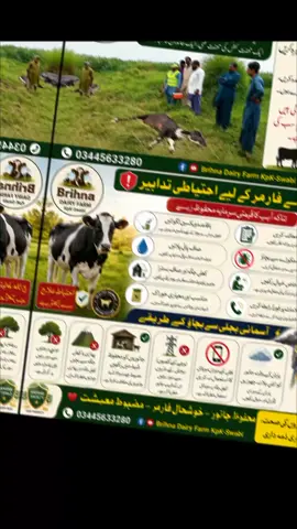 آسمانی بجلی  #LivestockPakistan #DairyFarm #Livestock 