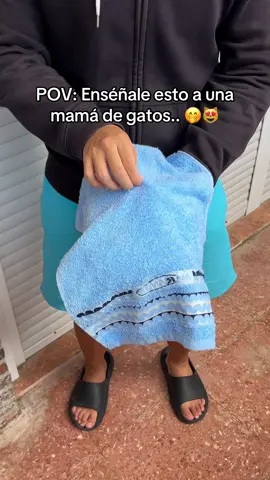 Comenta “Gato” si quieres uno!😻🤭 #gato #mascotas #gatos #funnycats #catmom 