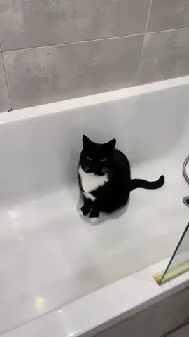 why you in da bathtub #cats #bathtub #whyyouindabathtub 