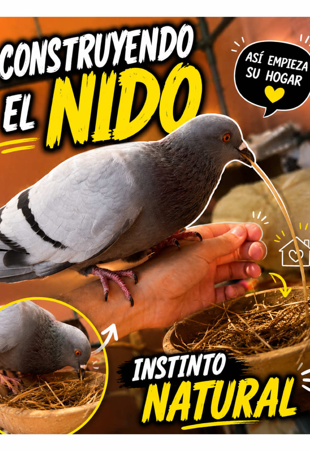 #Palomo #pigeon #rescateanimal #BirdTok #palomin 