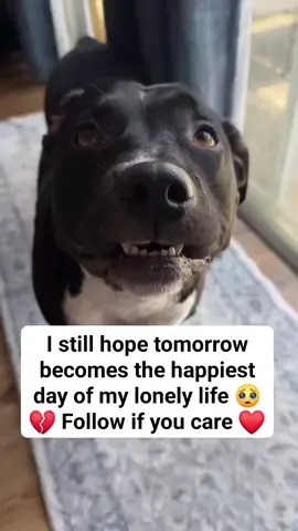 please 🙏 don't skip #doglover #usareels #donatenow #savealife 