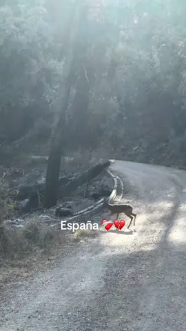 #españa🇪🇸 #paratiii #incendiosforestales🔥😩 #madrid #castellon 