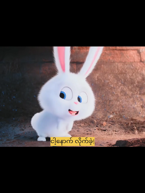 ယုန်လူလည်လေး😅#TheSecretLifeOfPets  #RabbitLife  #TikTokMyanmar  #burmesetiktok 
