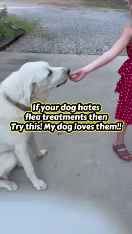 My dog loves these and thinks there a treat. #tiktokshopsummersale #summerwins #fleaandtickprevention #dog #fyf 