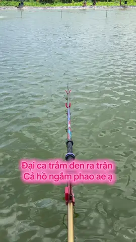 Cả hồ ngồi nhìn nhau ngắm phao anh em ạ . Cách có nào cho cá tha cần đi ko #cauca #tamcatramden3 #daicatramden #nhicatramden #oder 