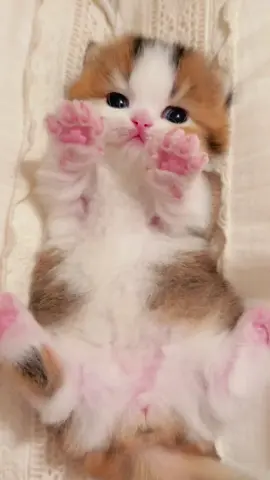 Pink hands and feet，so cute😍#creatorsearchinsights #lovingcats #kitten #mewo #cutecatmeme 