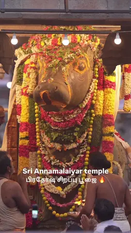 Tiruanamalai ♥️ Annamalayar Temple Periya Nandi Pradosam 🙏 Darisanam ❤️  In the lense of Saran Dakshnamoorty 🙏✨ #arunacahala #tiruvannamalai #annamalayar #girivalam #thiruchitrambalam 