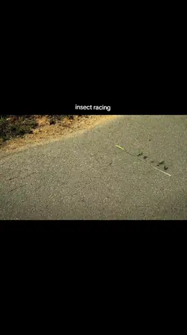 insect racing#minuscule #animasiedit #kartundulu #notalgia #genz 