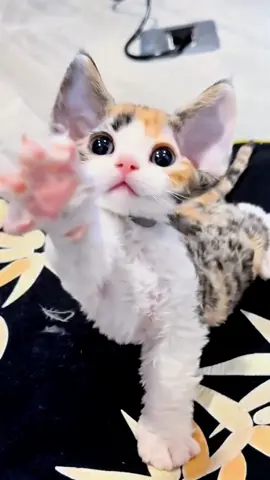 This 'Elf Cat' Is a TINY Chaos Machine! 🐱✨#animals #foryou  #fyp  #cute #kitty 
