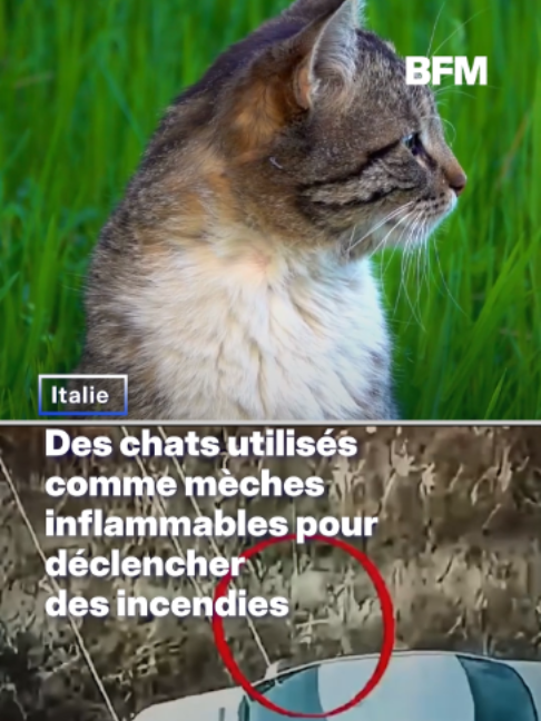 En Italie, des chats utilisés comme torches vivantes pour propager des incendies #incendie #pompiers #cat #italie