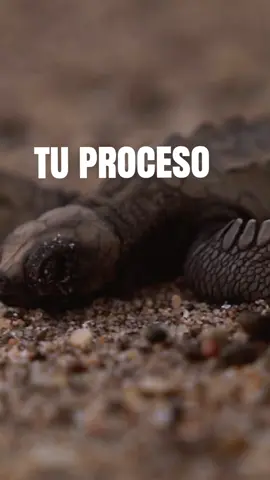 ​A veces el camino se pone pesado y las lágrimas o el cansancio nos hacen dudar, pero cada etapa difícil tiene un propósito oculto. Tu proceso de hoy no es en vano; se está convirtiendo en el milagro que mañana hablará de la fidelidad de Dios. No te detengas, porque lo que hoy duele, mañana será la prueba viviente de Su poder en tu vida. 🙌✨ Dios te ama. #Fe #Dios #reflexion #amor 